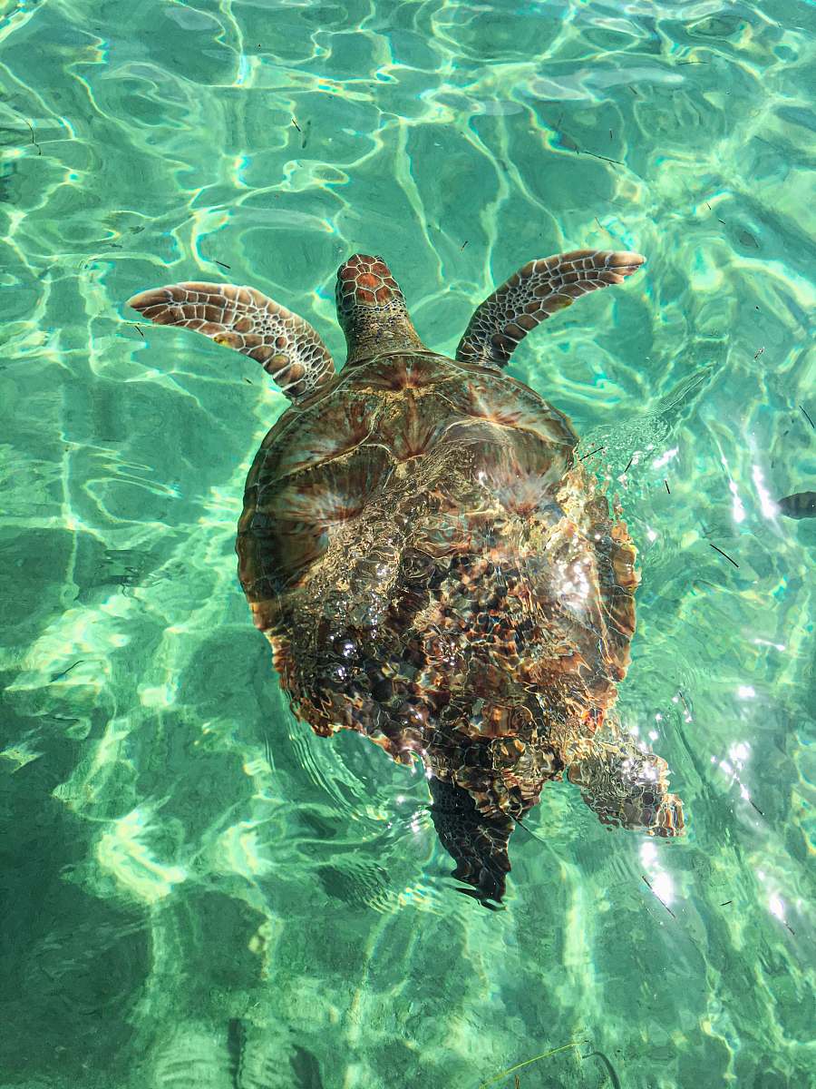 sea life brown turtle on body of water reptile